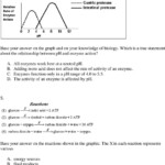 30 Enzymes Worksheet Answer Key Education Template