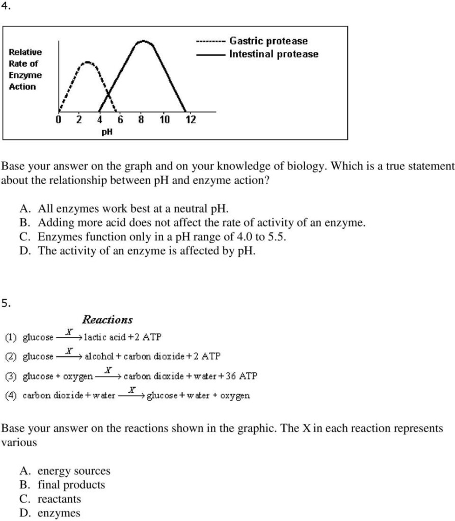 30 Enzymes Worksheet Answer Key Education Template