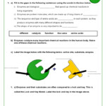 30 Enzymes Worksheet Answer Key Education Template