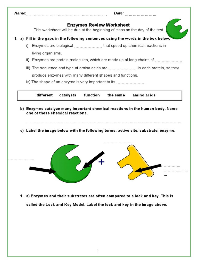 30 Enzymes Worksheet Answer Key Education Template