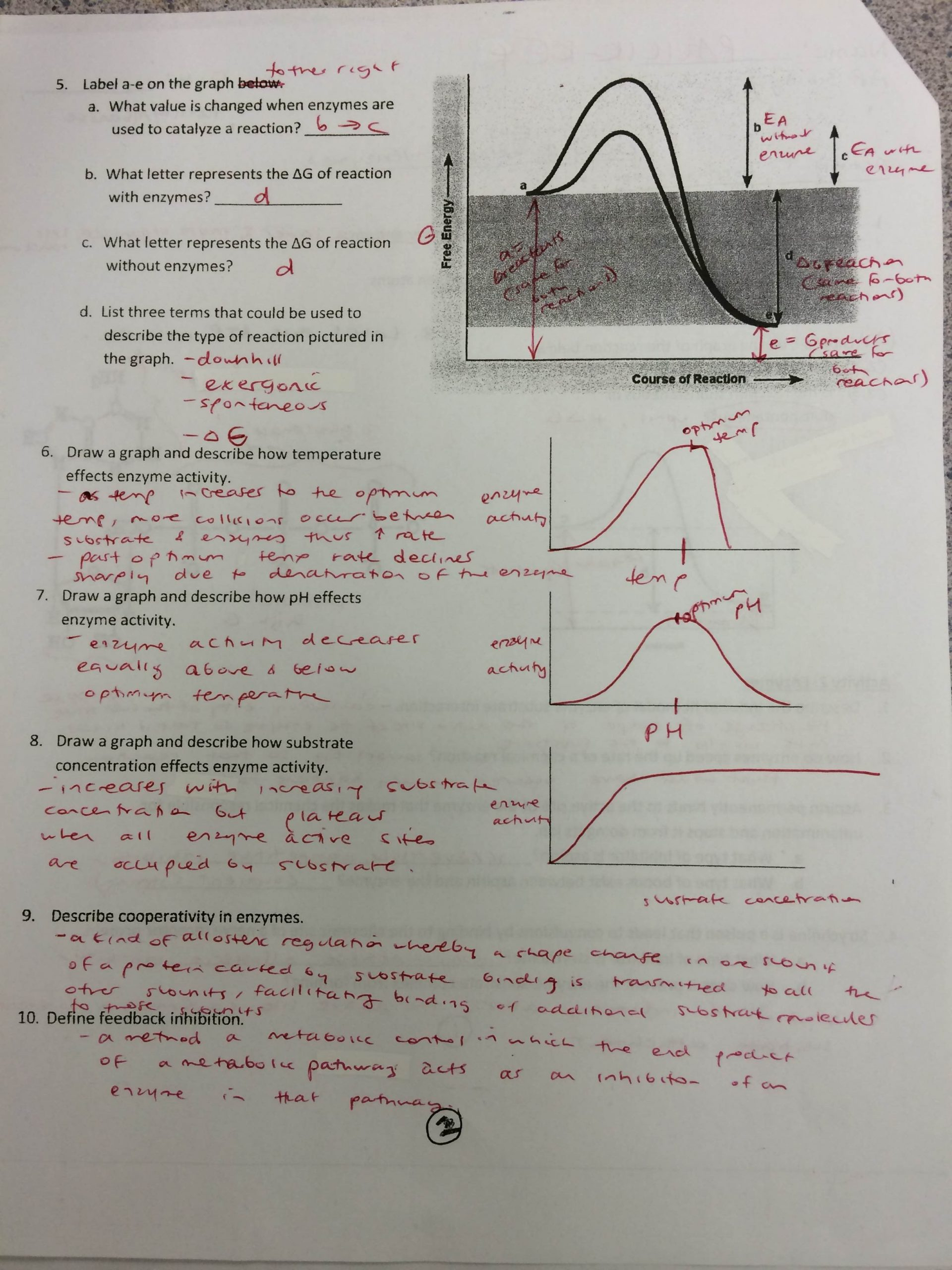 30 Enzymes Worksheet Answer Key Education Template