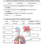 30 Respiratory System Worksheet Answer Key Education Template