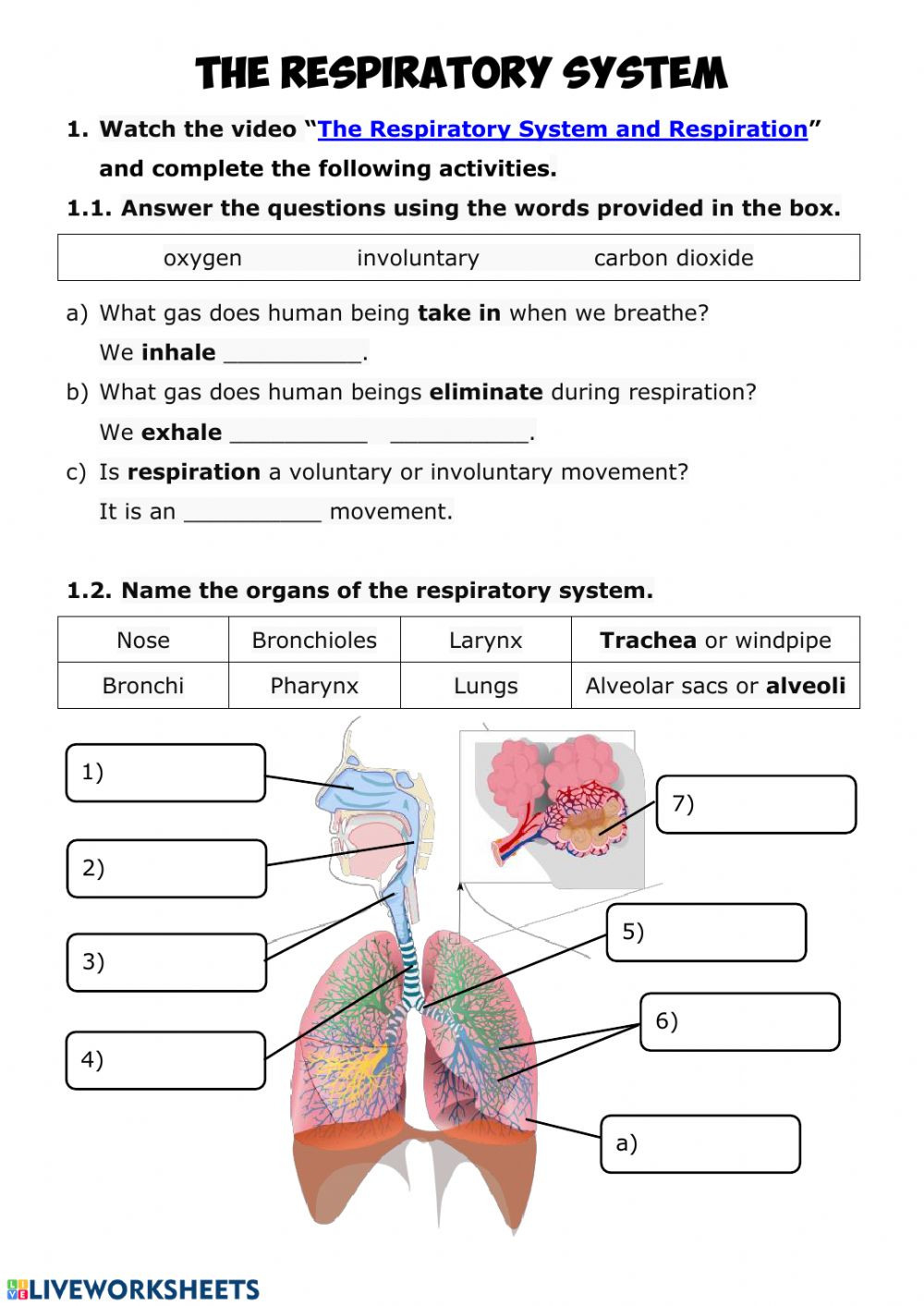 30 Respiratory System Worksheet Answer Key Education Template