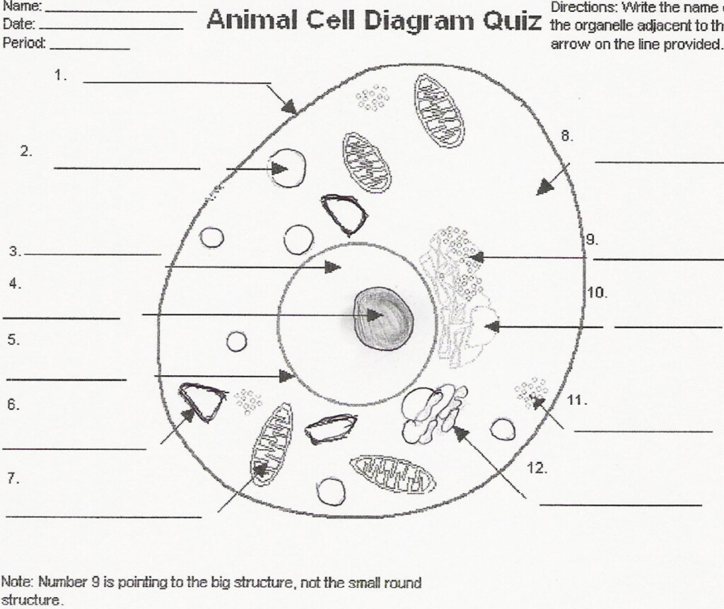 Animal Cells Worksheet Answers Education Template