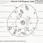 Animal Cells Worksheet Answers Education Template