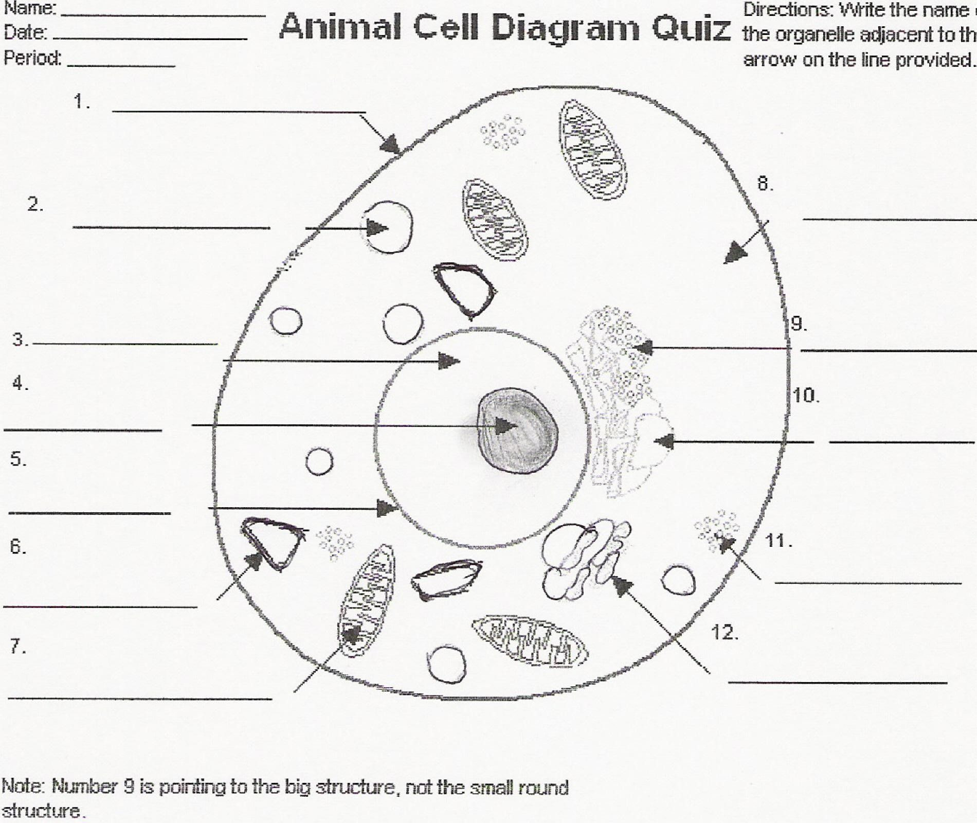 Animal Cells Worksheet Answers Education Template