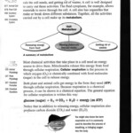 Cellular Transport Worksheet Answer Key Homeostasis And Cell Transport