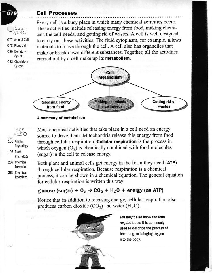 Cellular Transport Worksheet Answer Key Homeostasis And Cell Transport 