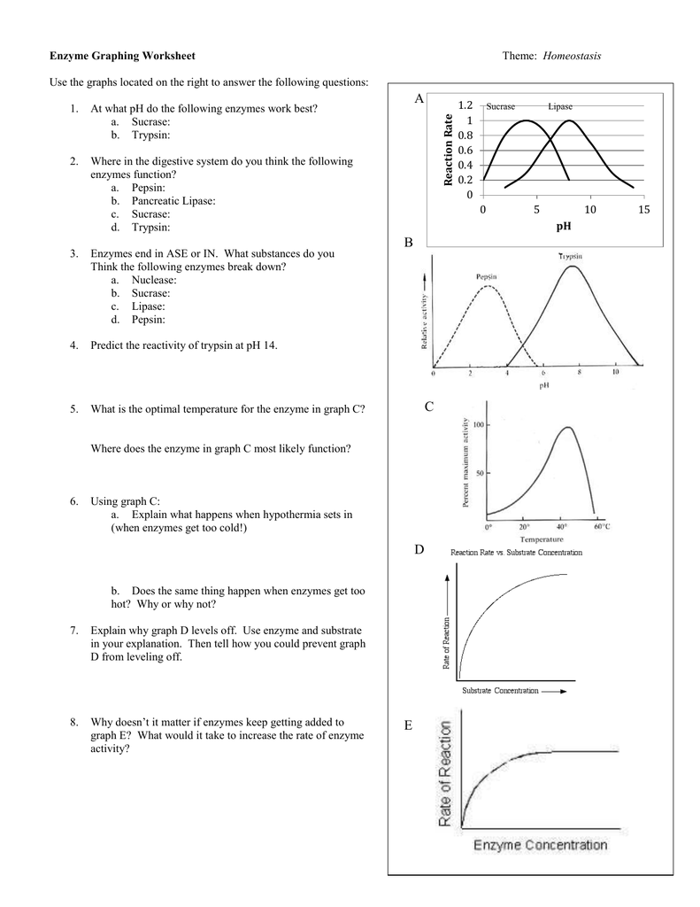 Enzyme Graphing Worksheet