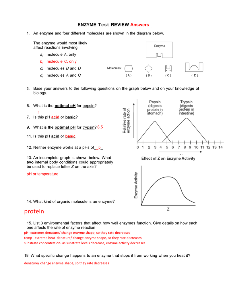 Enzyme Graphing Worksheet Db excel