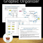 Enzyme Graphing Worksheet Theme Homeostasis Answer Key Worksheet