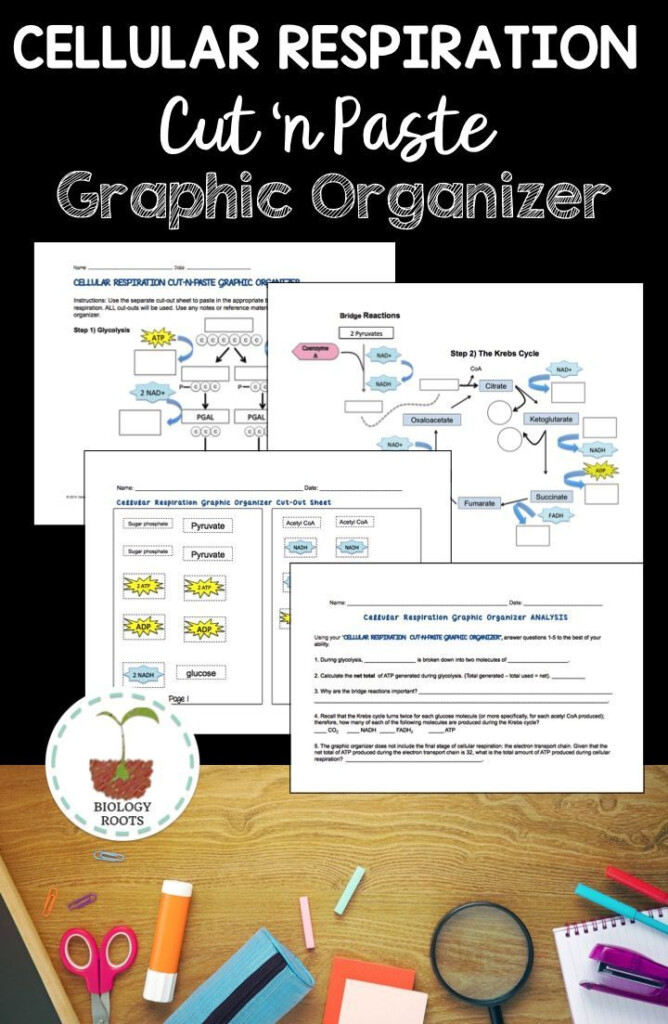 Enzyme Graphing Worksheet Theme Homeostasis Answer Key Worksheet