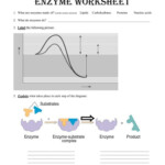 Enzyme Worksheet Answers Worksheet