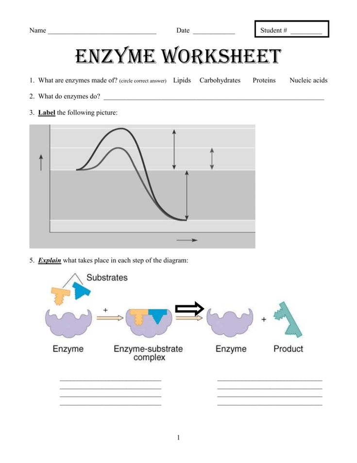 Enzyme Worksheet Answers Worksheet