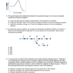 Enzymes And Metabolism Graphing Worksheet Answers Promotiontablecovers