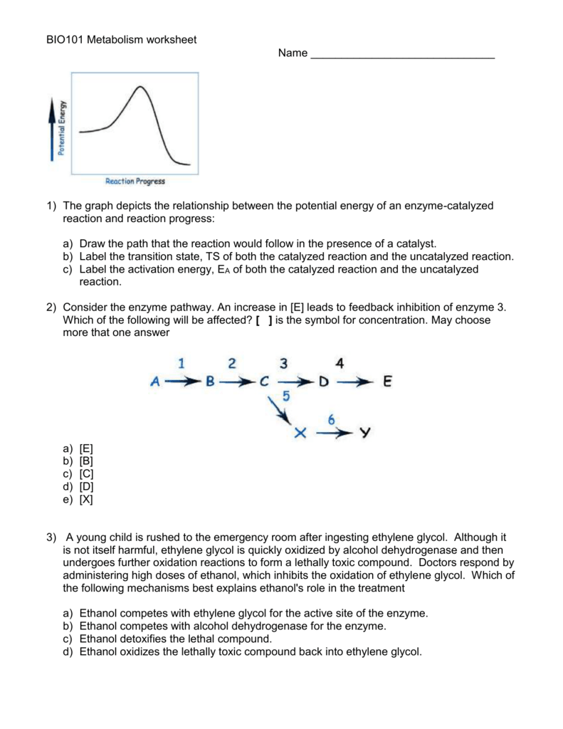 Enzymes And Metabolism Graphing Worksheet Answers Promotiontablecovers