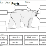 Polar Bear Parts Cut And Paste Made By Teachers