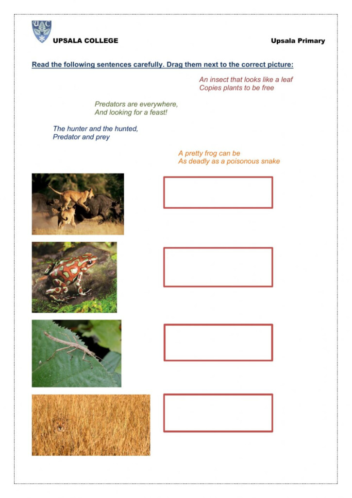 Predators Worksheet