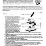 Using A Compound Light Microscope Laboratory Skills 5 Answer Key