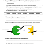 Enzyme Graphing Worksheet Answers Upnatural