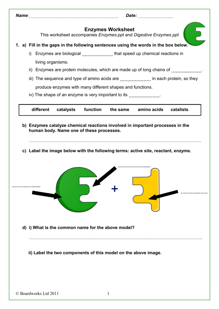 Enzyme Graphing Worksheet Answers Upnatural